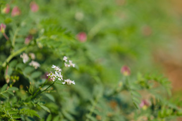 green Coriander field