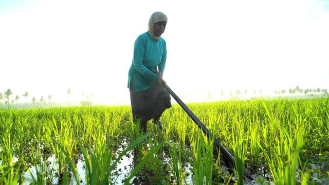 Asian female working in rural rice fields Java Indonesia South East Asia