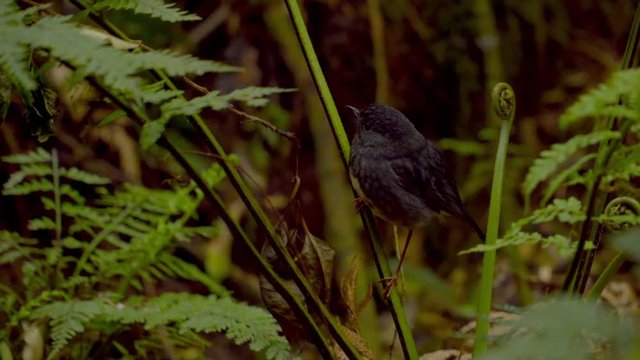 New zealand native bird, black robin playing flying in bush