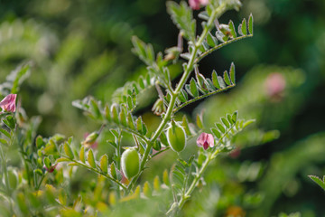Fresh Green Chickpeas field , Chick peas also known as harbara or harbhara in hindi and Cicer is...
