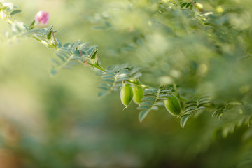 Fresh Green Chickpeas field , Chick peas also known as harbara or harbhara in hindi and Cicer is...