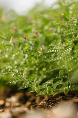 Fresh Green Chickpeas field , Chick peas also known as harbara or harbhara in hindi and Cicer is...