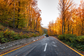Fototapeta premium Kręta droga w kolorowym lesie górskim jesienią