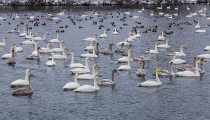 wild swans winter on the warm Svetloye lake near the village of Urozhaynoe, Altai, Russia