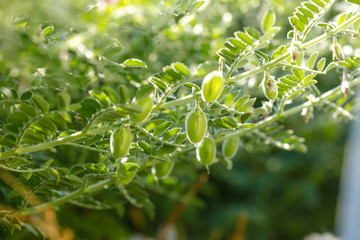 Fresh Green Chickpeas field , Chick peas also known as harbara or harbhara in hindi and Cicer is...