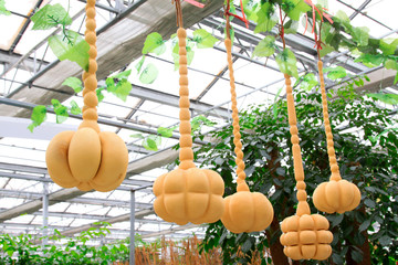deformation gourd