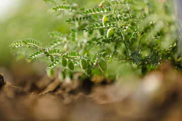 Fresh Green Chickpeas field , Chick peas also known as harbara or harbhara in hindi and Cicer is...