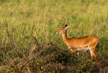 Naklejka na ściany i meble Impala Antelope at Murchison Falls National Park Safari Reserve in Uganda - The Pearl of Africa