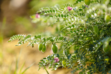 Fresh Green Chickpeas field , Chick peas also known as harbara or harbhara in hindi and Cicer is...