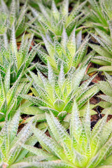 Fototapeta premium Aloe vera