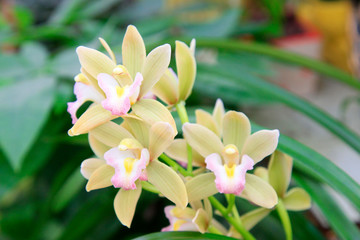 Orchid aroma