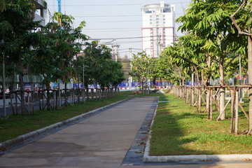 Naklejka premium Palms are wood in perennials.