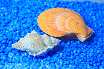 Scallops and conch in an aquarium