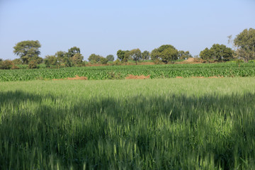 Fototapeta premium Green wheat farm india