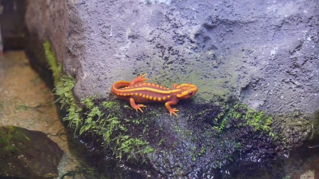 Close view of a orange salamander.