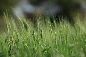 Green wheat farm india