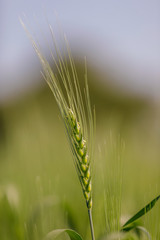 Green wheat farm india