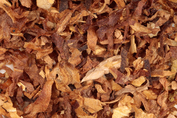 Foglie di tabacco