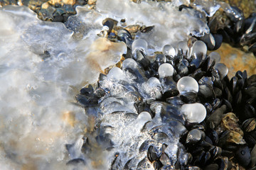 Obraz na płótnie Canvas Frozen hi-tecand staffed mussels