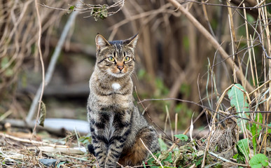 Beautiuful young cat out in the wild. 