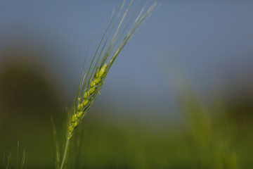 Green wheat farm india