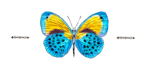 Beautiful hand drawn realistic blue and yellow butterfly isolated on a white background. Insect collection.