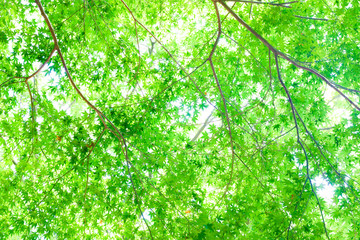 新緑　エコイメージ