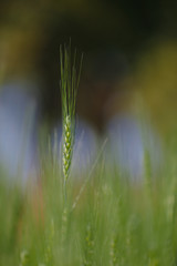 Green wheat farm india