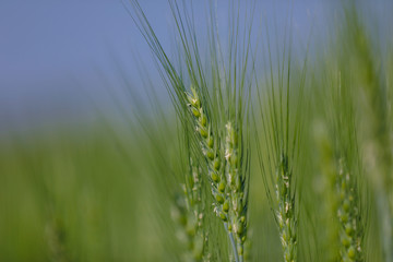 Green wheat farm india