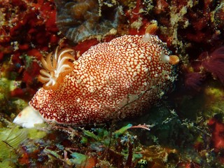 Closeup and macro shot of nudibranch Chromodoris reticulata during leisure dive in Mabul Island, Semporna, Tawau. Sabah. Malaysia, Borneo. The Land Below The Wind. 
