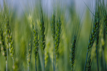 Green wheat farm india