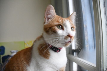 Chat roux
