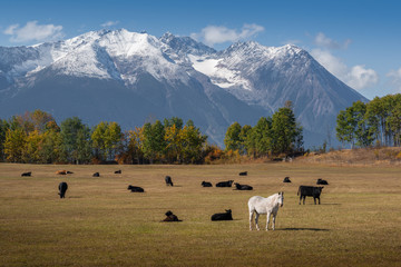 Obraz premium White Horse and Black Cows - Autumn Mood