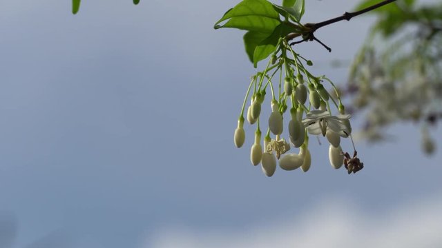 Wrightia religiosa tree with small white flower under blue sky.