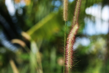 Soft focus of grass blur background