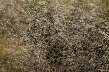 organische Textur aus Gras  in Brauntönen Herbst Hintergrund