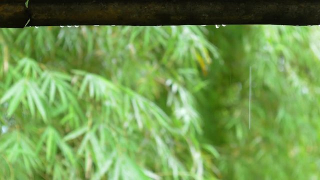 Rain drop from roof with swaying of bamboo leaf.