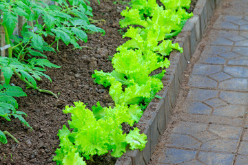 lettuce in a greenhouse