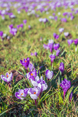 Meadow full of crocuses