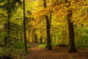 Foto op Aluminium DeLIGHTfull autumn in the forest - Geel herfstlicht in het bos © Steppeland