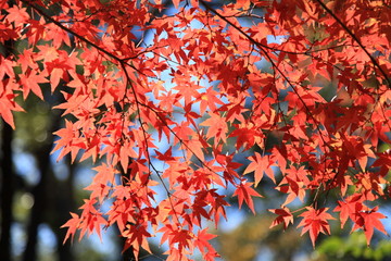 秋の紅葉