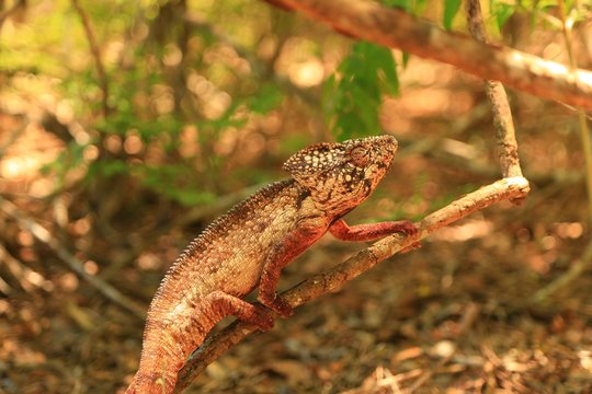 マダガスカルのカメレオン、アフリカ