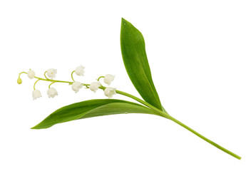 Closeup of lily of the valley flower
