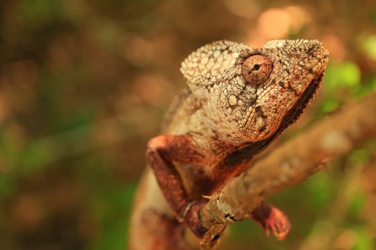マダガスカルのカメレオン、アフリカ