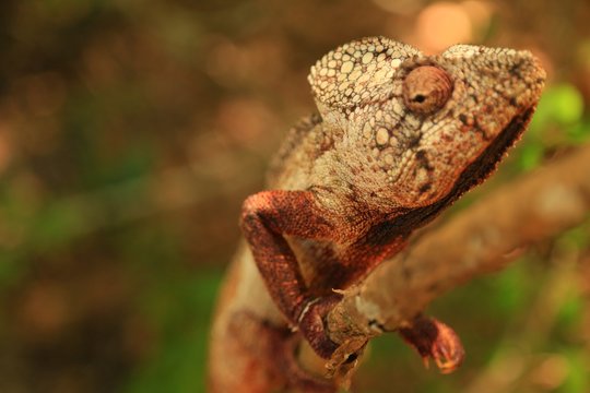 マダガスカルのカメレオン、アフリカ