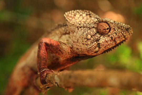 マダガスカルのカメレオン、アフリカ