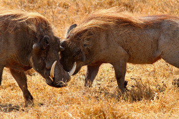 Warthog Greeting