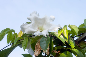 White nepal Trumpet or Beaumontia brevityba. Oliv flower on blue sky background.