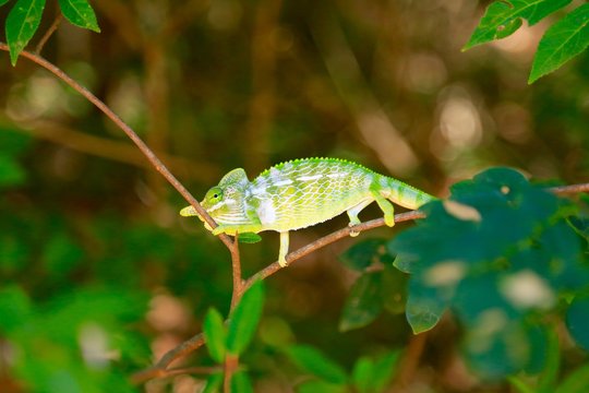 マダガスカルのカメレオン、アフリカ