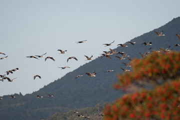 Flock of hooded cranes flying in Izumi city, Kagoshima prefecture, Japan.